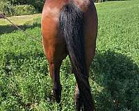 experienced-pony