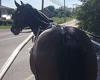 kid-safe-pony