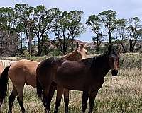 athletic-mare