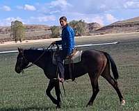 experienced-mare