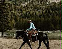 pretty-appendix-horse