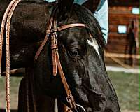 black-star-horse