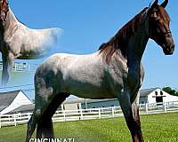 easy-to-saddle-gelding