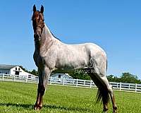 age-tennessee-walking-horse