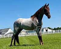 all-around-tennessee-walking-horse