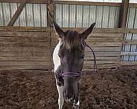 trail-riding-horse