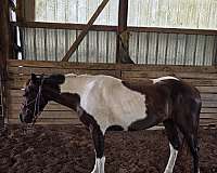 trail-riding-gelding