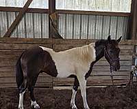 trail-riding-paint-horse