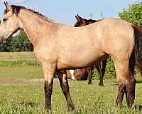 tobiano-aqha-filly