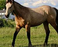 tobiano-kfps-filly