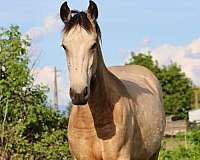 buckskin-kfps-filly