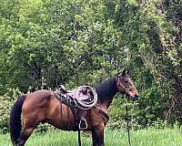gaited-trail-walkaloosa-horse