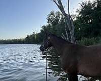 cross-gaited-appaloosa-horse