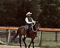 star-horse