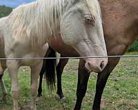 cremello-athletic-blue-eyed-horse