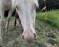 gentled-quarter-horse