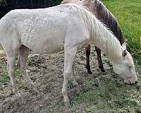 great-temperment-quarter-horse