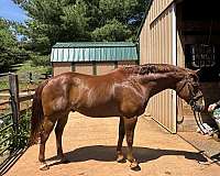 large-rider-quarter-horse