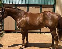 triton-quarter-horse