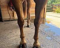 large-rider-horse