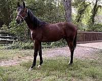 hanoverian-horse-for-sale