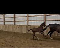 hanoverian