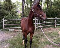 hanoverian-horse