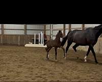 gelding