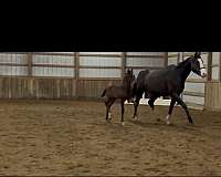 athletic-hanoverian-horse