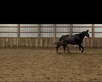 dressage-hanoverian-horse