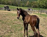 equitation-hanoverian-horse
