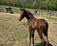 eventing-hanoverian-horse