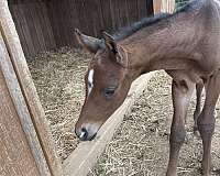 sport-hanoverian-horse
