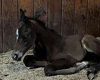 trail-hanoverian-horse