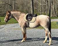 all-around-quarter-horse