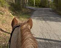 english-pleasure-quarter-horse