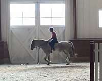 ridden-english-quarter-horse