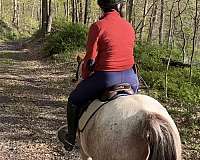 ridden-western-quarter-horse