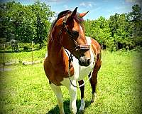 colorful-horse-paint