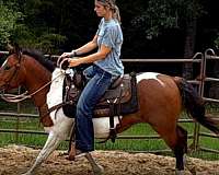 obstacle-horse-paint
