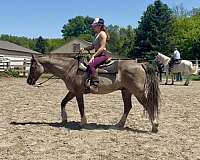 grulla-blaze-4-socks-horse