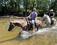 all-around-quarter-horse