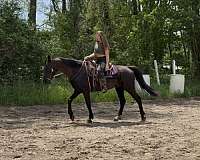 driving-standardbred-horse
