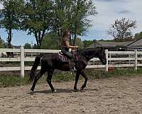 endurance-standardbred-horse