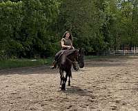 experienced-standardbred-horse