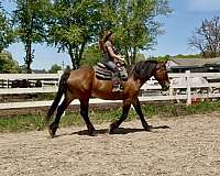 all-around-clydesdale-horse