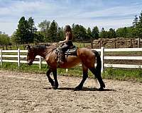 beginner-clydesdale-horse