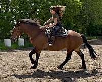 draft-clydesdale-horse