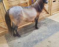 therapy-broodmare