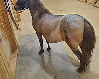 7-hand-miniature-broodmare